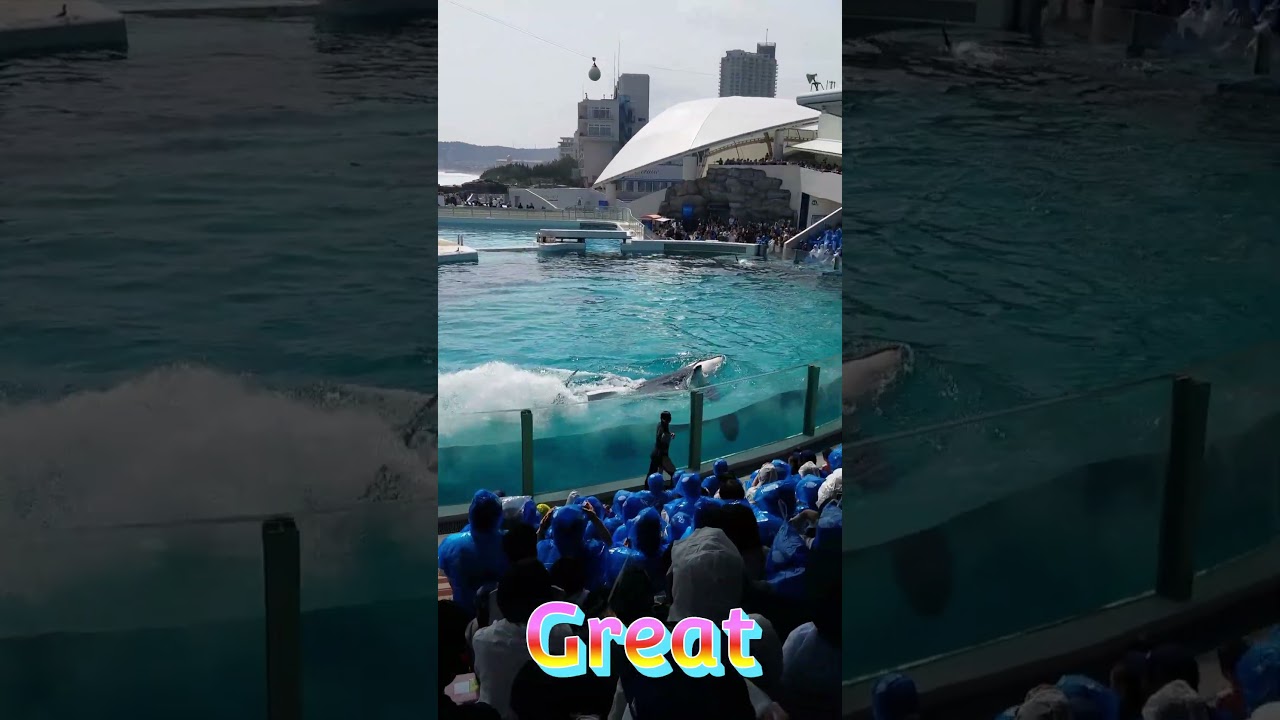 全員スイミングバーストでグッチョグチョ～😍 #shorts #鴨川シーワールド #シャチショー #鴨シー #ずぶ濡れ