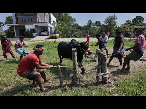 কোরবানি দিতে এতো কষ্ট এর আগে কখনো হয়নি | Doyel Agro