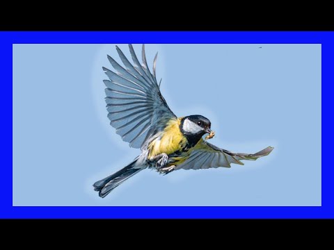 Great Tit Singing! Great Tit Calling! Great Tit Chirping! Voice - Carbonero Común Canto- Parus Major