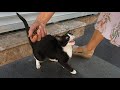 Pink Nosed Tuxedo Cat Is Meowing For Food Is So Hungry