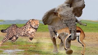 LIVE: Hero Elephant Carry Antelope Escape Hunting of Cheetah - Wild Animals Fight Discovery
