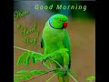 Good Good Walla Good Morning