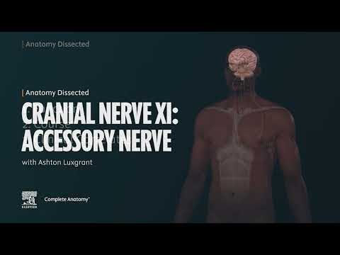 Anatomy Dissected: Cranial Nerve XI (accessory nerve)