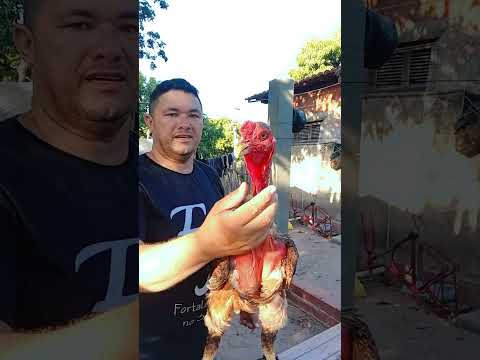 Criatorio ig tio San Pindoretama Ceará O polaco iniciou a produção em breve vem pintinhos novos