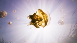 The Lake Filled With Over One Million Jellyfish | BBC Earth