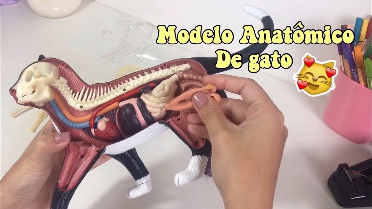 MODELO ANATÔMICO DE GATO - Montando | Veterinanda