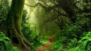 Download lagu RVB - Jungle Terror Mix #2 mp3