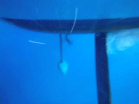 SAHL Wynleigh Rudder Failure