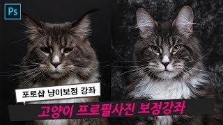 포토샵 고양이 프로필 사진 보정 강좌 - 냥이를 모델처럼 만들기
