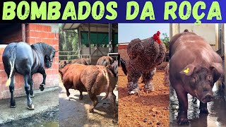 Miniatura do vídeo