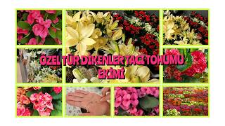 MİGROS MARKETTE BU HAFTA SATIŞTA OLAN ÇİÇEKLER ÖZEL TÜR DİKENLER TACI TOHUMU EKİ