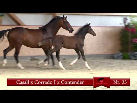 33 Casall-Corrado-Contender