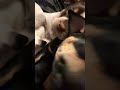Mixed Breed dogs for sale: Spot - Video 3