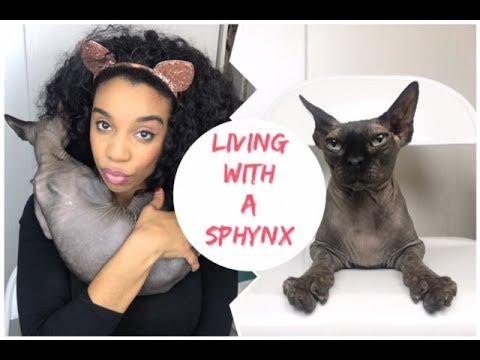 What it's like living with a Sphynx