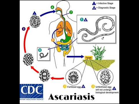 Ascaris parazita tabletta