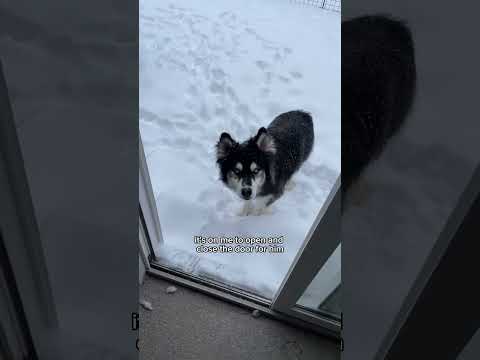 another week of my husky being angry with me #husky #funnydogs #dogvideo