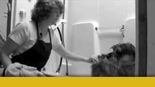 preview picture of video 'Self Service Dog Wash Tips: Georjeans Dog Grooming Warrenton VA'