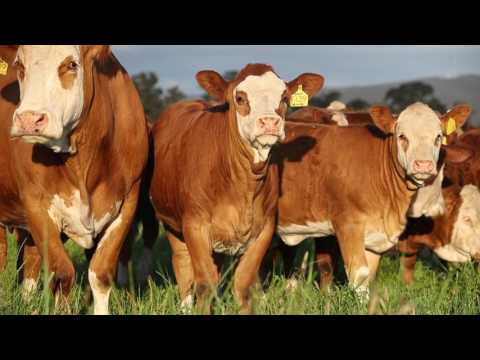 Simmental Large Corporate video