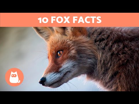 10 FACTS About FOXES That May Surprise You 🦊 Fun Fox Facts