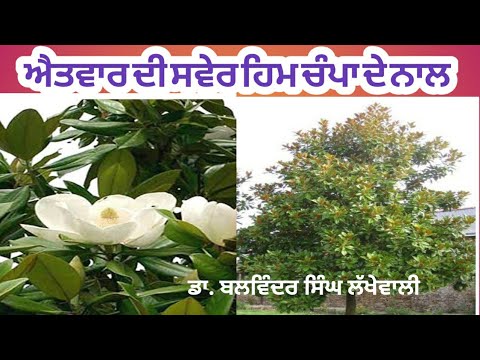How to grow Magnolia | him chumpa plant | Dr Balwinder Singh Lakhewali