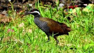 Download lagu Suara pikat Weris itang/mandar padi zebra/Gallirallus torquatus mp3 Download lagu Suara pikat Weris itang/mandar padi zebra/Gallirallus torquatus mp3