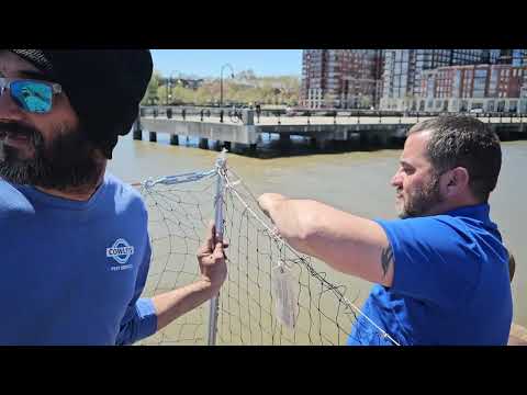 Business Owner's Plans Paused by Nuisance Birds in Hoboken, NJ