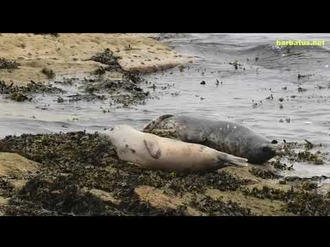 FOCA GRIS | GRAY SEAL | Halichoerus grypus