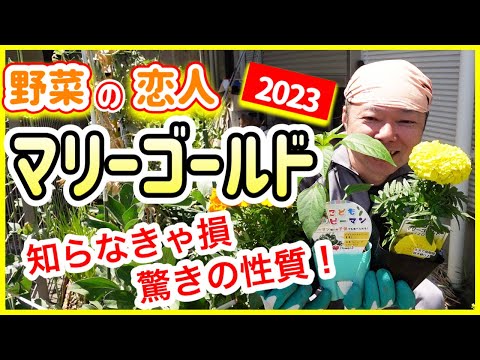 菜園の植物の組み合わせ
