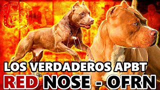 🔥 RED TODDY 🔥 The Red Nose Pit Bull Who Made History for the APBT 🐶💪
