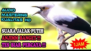 Download lagu JALAK LAIN JUGA NYAUT DENGAR INI - MASTERAN JALAK PUTIH GACOR FULL ISIAN mp3