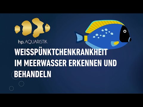 Weißpünktchenkrankheit im Meerwasseraquarium