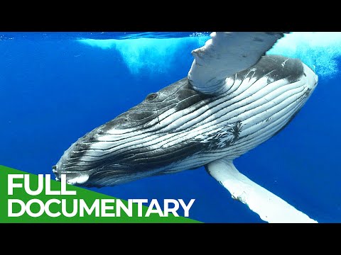 Adventure Ocean Quest: The Giants of Rurutu
