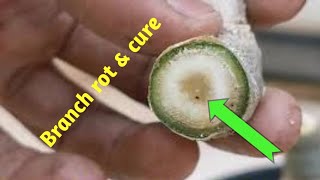 Save your ADENIUM plant from Branch rot, watch & learn.
