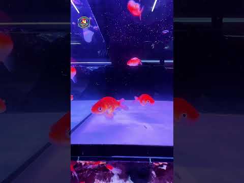 Video Thumb