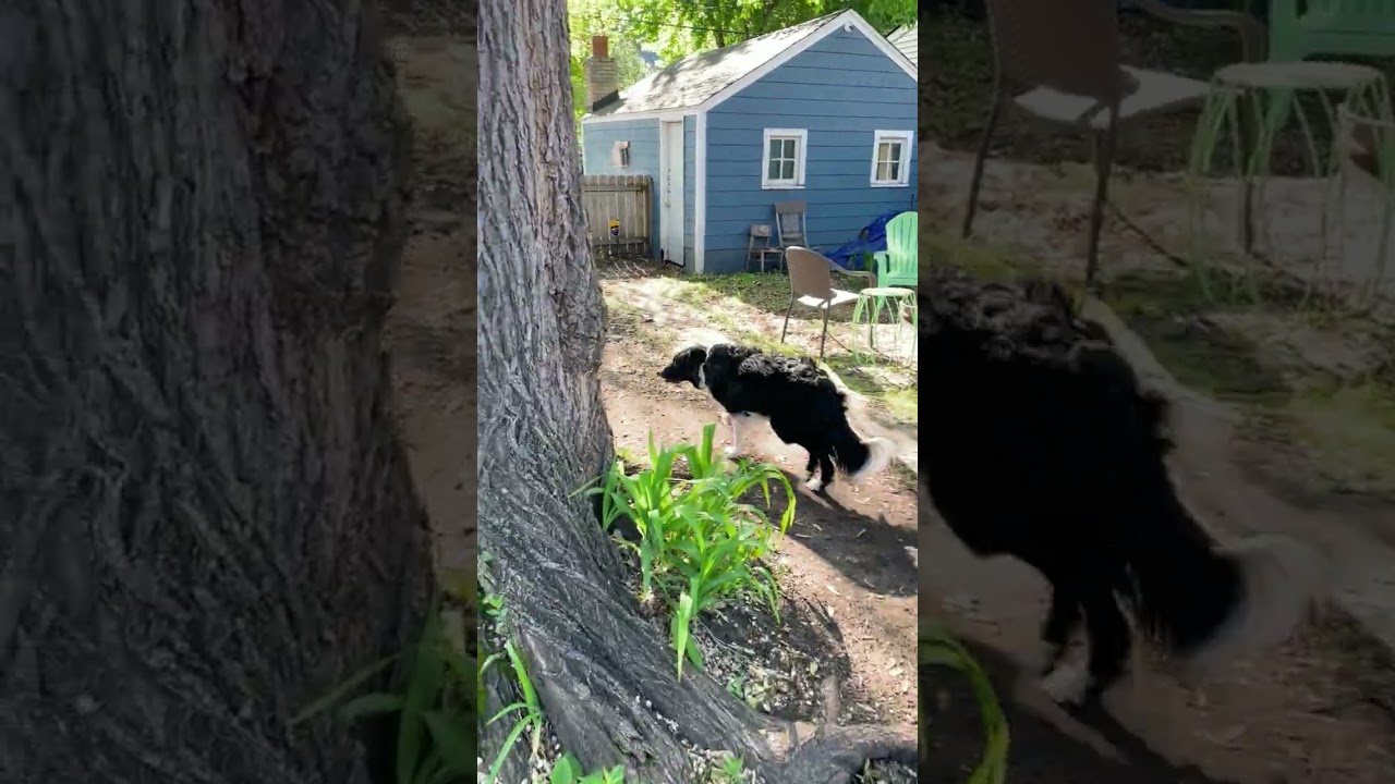 Jack, a ADOPTABLE Border Collie in Minneapolis, MN video 5/6