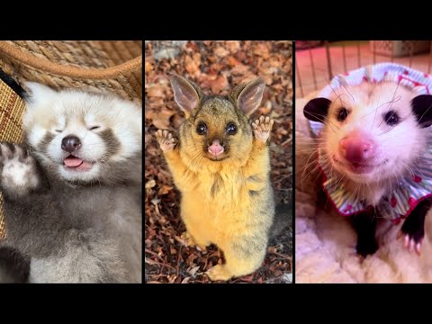 Cute and funny ANIMALS.🐯 And Some Just Interesting Moments.🐷Videos🔶 Сompilation # 12🔶