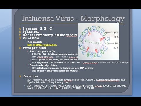 Microbiology 476 b Influenza virus Morphology Orthomyxo Paramyxo RNA 8 segmented Flu difference
