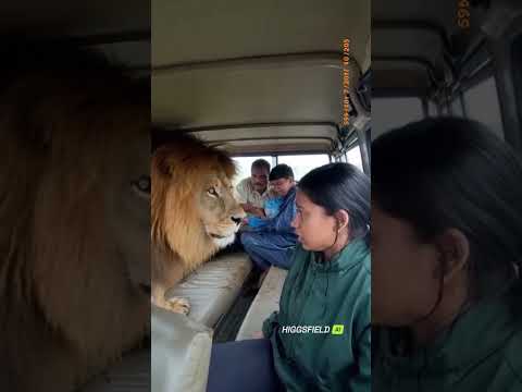 Roaring Encounter! Lion Stuns Tourists Before Fleeing After Gunshot