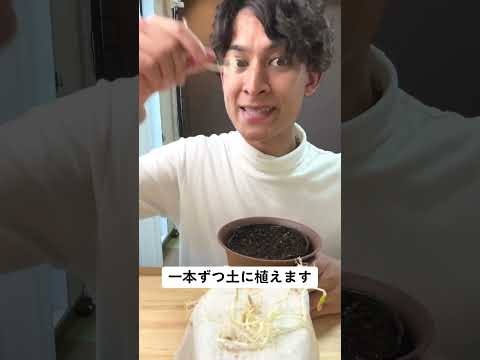 シーバックソーンの収穫:プロのコツ 植物