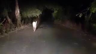 preview picture of video 'Tiger at Gose Dam road, Korambi Village(2)'