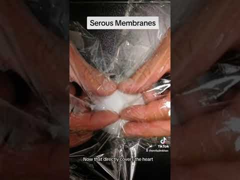 Serous Membranes