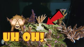 RED BUGS- Popping That Reef Pest Cherry | Does Interceptor Work?