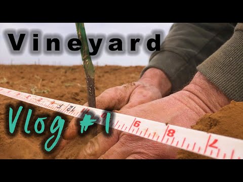 Starting a Vineyard