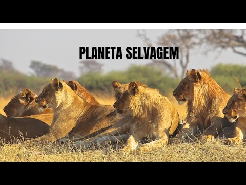 Savana Africana: A Arena dos Predadores Implacáveis