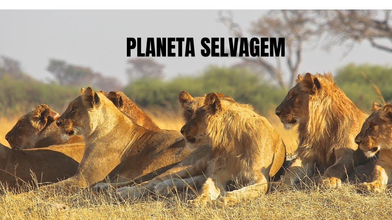 Savana Africana: A Arena dos Predadores Implacáveis