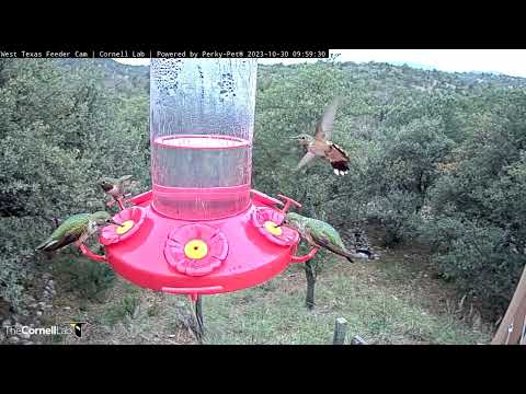 Fall Hummingbirds Go Wild At West Texas Feeders In Davis Mountains – Oct. 30, 2023