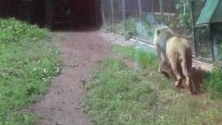 preview picture of video 'DANGEROUS ANIMALS SIGN. LION, PAIGNTON ZOO, DEVON'