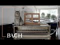 Bach - WTC I Prelude and fugue no. 14 in F-sharp minor BWV 859 - Ogg | Netherlands Bach Society