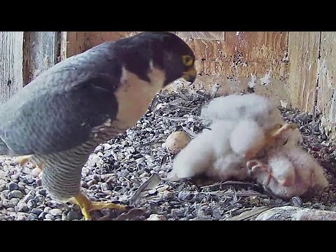 FalconCam Project~Indigo somersaults over Rubus 😁~11:19 a.m. 2022/10/20