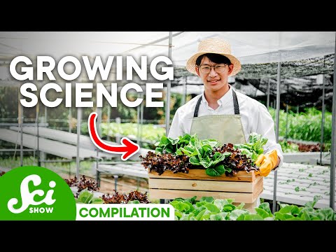 Play YouTube Video